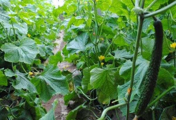 春黄瓜的定植时间详解_蔬菜种植