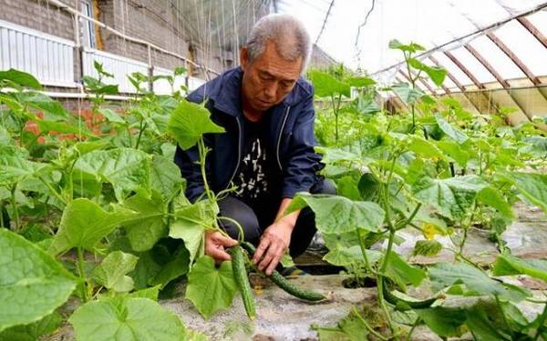 春黄瓜的定植时间详解_蔬菜种植