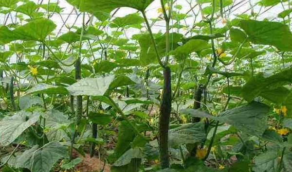 春黄瓜的播种时间详解_蔬菜种植