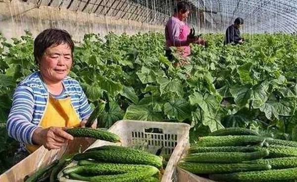 五大精品黄瓜品种介绍,种黄瓜就挑精品种子_蔬菜种植