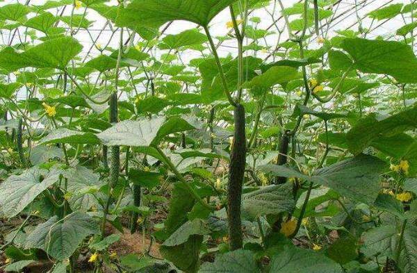 早春大棚黄瓜的育苗时间详解_蔬菜种植