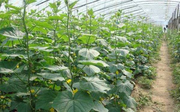 春黄瓜播的种技术详解_蔬菜种植