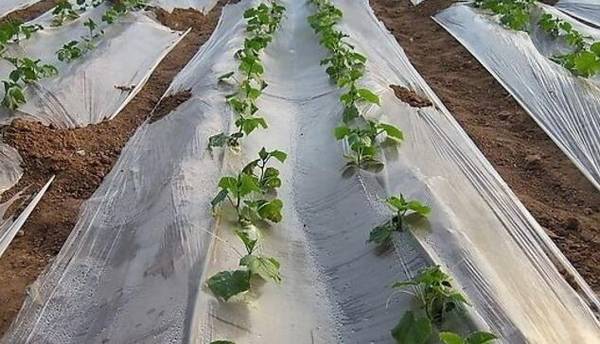 黄瓜整地定植的技术要点_蔬菜种植