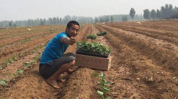 黄瓜整地定植的技术要点_蔬菜种植