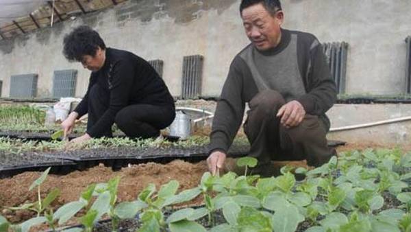 黄瓜播种育苗的技术总结_蔬菜种植