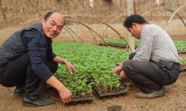 黄瓜播种育苗的技术总结_蔬菜种植