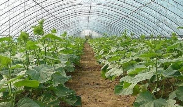 黄瓜种植的肥水培土技术_蔬菜种植