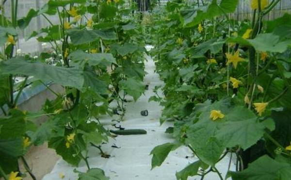 黄瓜种植的肥水培土技术_蔬菜种植