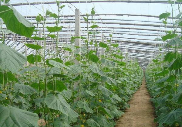 黄瓜整枝与搭架的技术要点_蔬菜种植