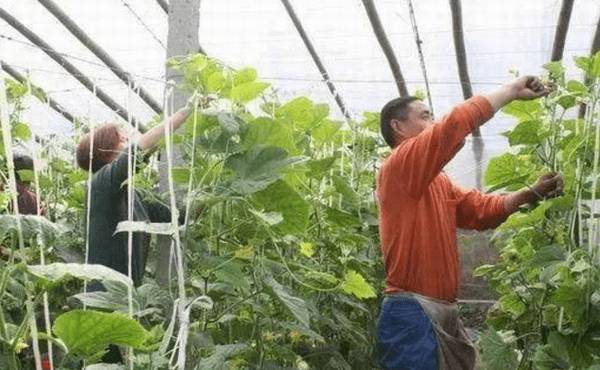 黄瓜落蔓的正确方法,黄瓜落蔓的技术要领_蔬菜种植