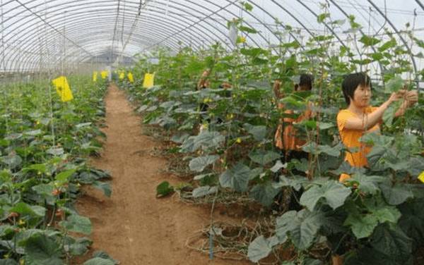 黄瓜落蔓的正确方法,黄瓜落蔓的技术要领_蔬菜种植