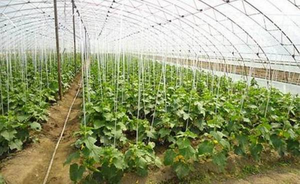 黄瓜落蔓的正确方法,黄瓜落蔓的技术要领_蔬菜种植