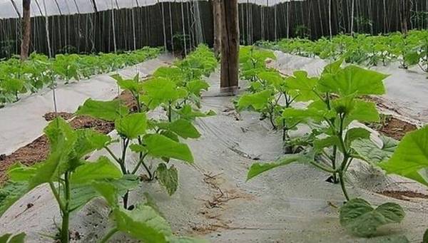 黄瓜种子催芽的方法,四大催芽步骤要牢记_蔬菜种植