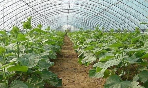 黄瓜种子催芽的方法,四大催芽步骤要牢记_蔬菜种植