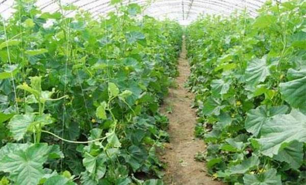 黄瓜种植高产的温度要求_蔬菜种植