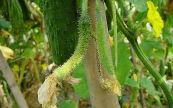 黄瓜化瓜问题的防治措施_蔬菜种植