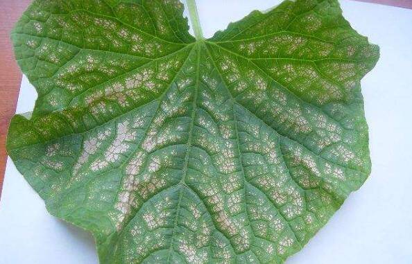 黄瓜叶烧病的发生原因_蔬菜种植