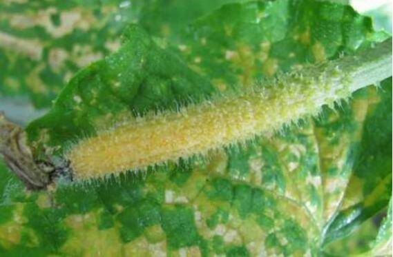 黄瓜化瓜问题的防治措施_蔬菜种植
