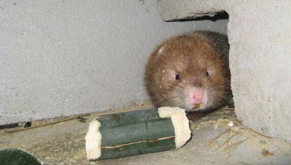 200只竹鼠的利润与成本计算,看准了再投资_竹鼠养殖