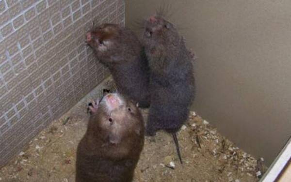 200只竹鼠的利润与成本计算,看准了再投资_竹鼠养殖