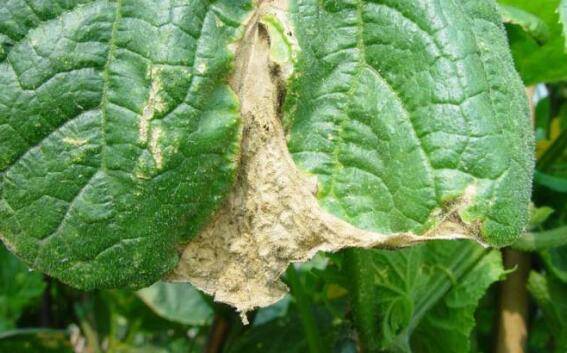 黄瓜的叶烧病有什么症状?_蔬菜种植