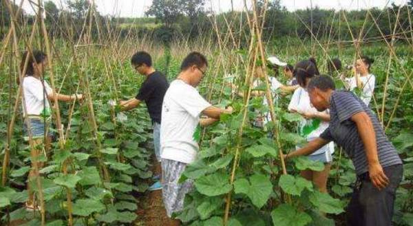 黄瓜生理性萎蔫的发病原因_蔬菜种植