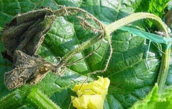 黄瓜蔓枯病的防治方法总结_蔬菜种植