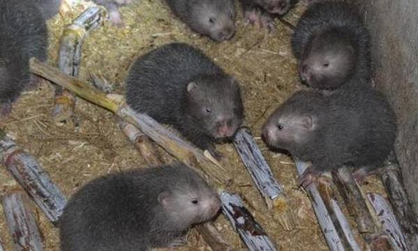 竹鼠养殖的优势分析,成本低,收入高_竹鼠养殖