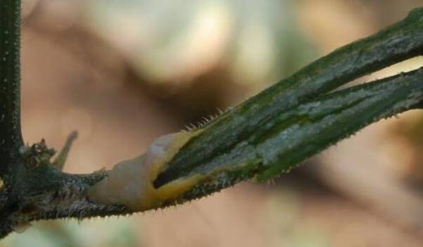 黄瓜茎腐病的症状及防治方法_蔬菜种植