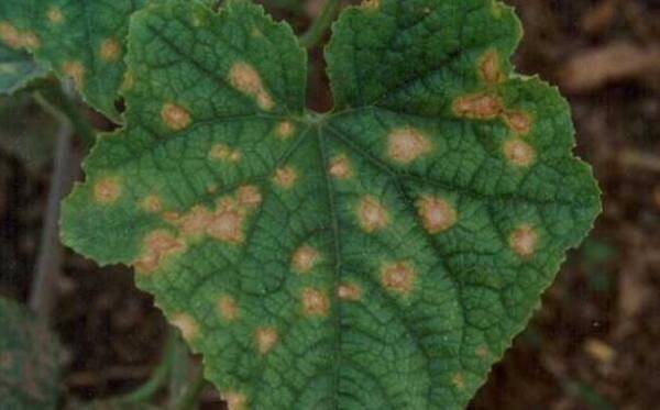 黄瓜霜霉病的症状及防治方法_蔬菜种植