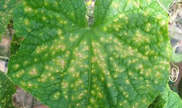 黄瓜细菌角斑病的症状及防治方法_蔬菜种植