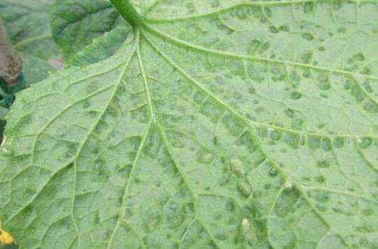 黄瓜细菌角斑病的症状及防治方法_蔬菜种植