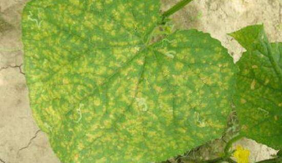 黄瓜细菌角斑病的症状及防治方法_蔬菜种植