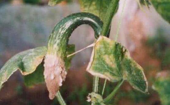 黄瓜灰霉病的症状及防治方法_蔬菜种植