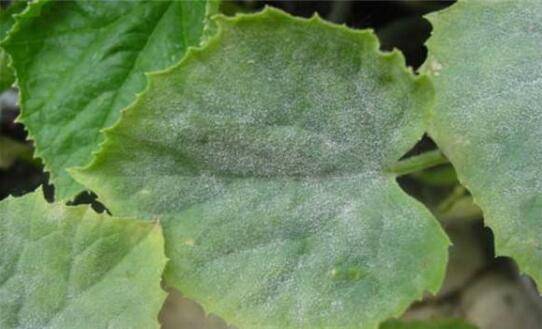 黄瓜白粉病的病症及防治方法_蔬菜种植