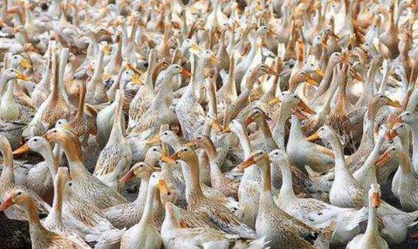 蛋鸭肠道疾病用什么药?_养鸭