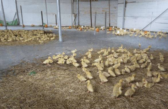 蛋鸭肠道疾病用什么药?_养鸭