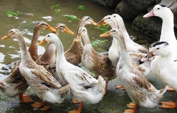 鸭子下软壳蛋怎么办_养鸭