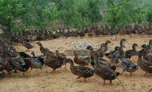 蛋鸭瘫痪的发病原因,蛋鸭瘫痪的预防措施_养鸭