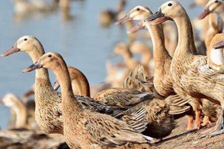 蛋鸭怕淋雨吗?_养鸭