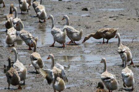 蛋鸭怕淋雨吗?_养鸭
