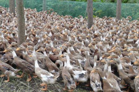 蛋鸭软腿什么原因,怎么治疗?_养鸭