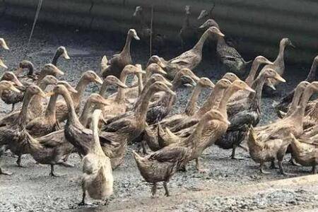 蛋鸭发烧有哪些症状?_养鸭