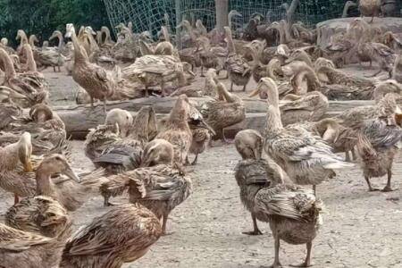 蛋鸭几个月下蛋?_养鸭