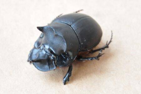 蜣螂的繁殖方式_养殖问答