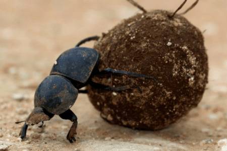 蜣螂为什么吃屎?_养殖问答