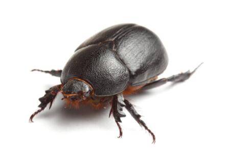 蜣螂的繁殖方式_养殖问答