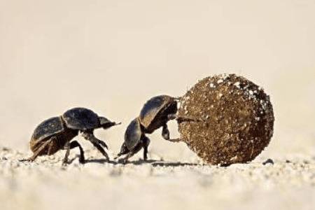 蜣螂的食性_养殖问答