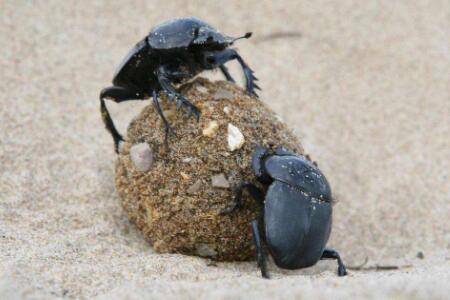 蜣螂养殖方法_养殖问答