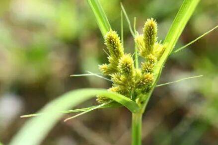专除三棱草用什么除草剂_种植问答
